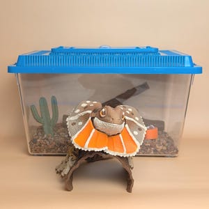 May include: A clear plastic terrarium with a blue lid, housing a small cactus and gravel. A decorative lizard figurine with an orange frill and brown and white markings sits in front of the terrarium on a brown branch.