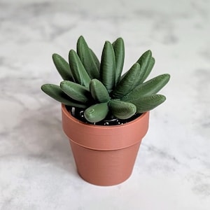 May include: A small, green succulent plant with thick, finger-like leaves, potted in a terracotta-colored pot. The plant sits on a white and gray marble-patterned surface. The pot has a simple, cylindrical shape.