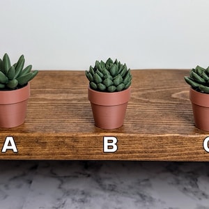 May include: Three small, potted succulents with green leaves and terracotta-colored pots are arranged on a wooden shelf. The succulents are labeled A, B, and C. The shelf is a dark brown color, and the background is white.