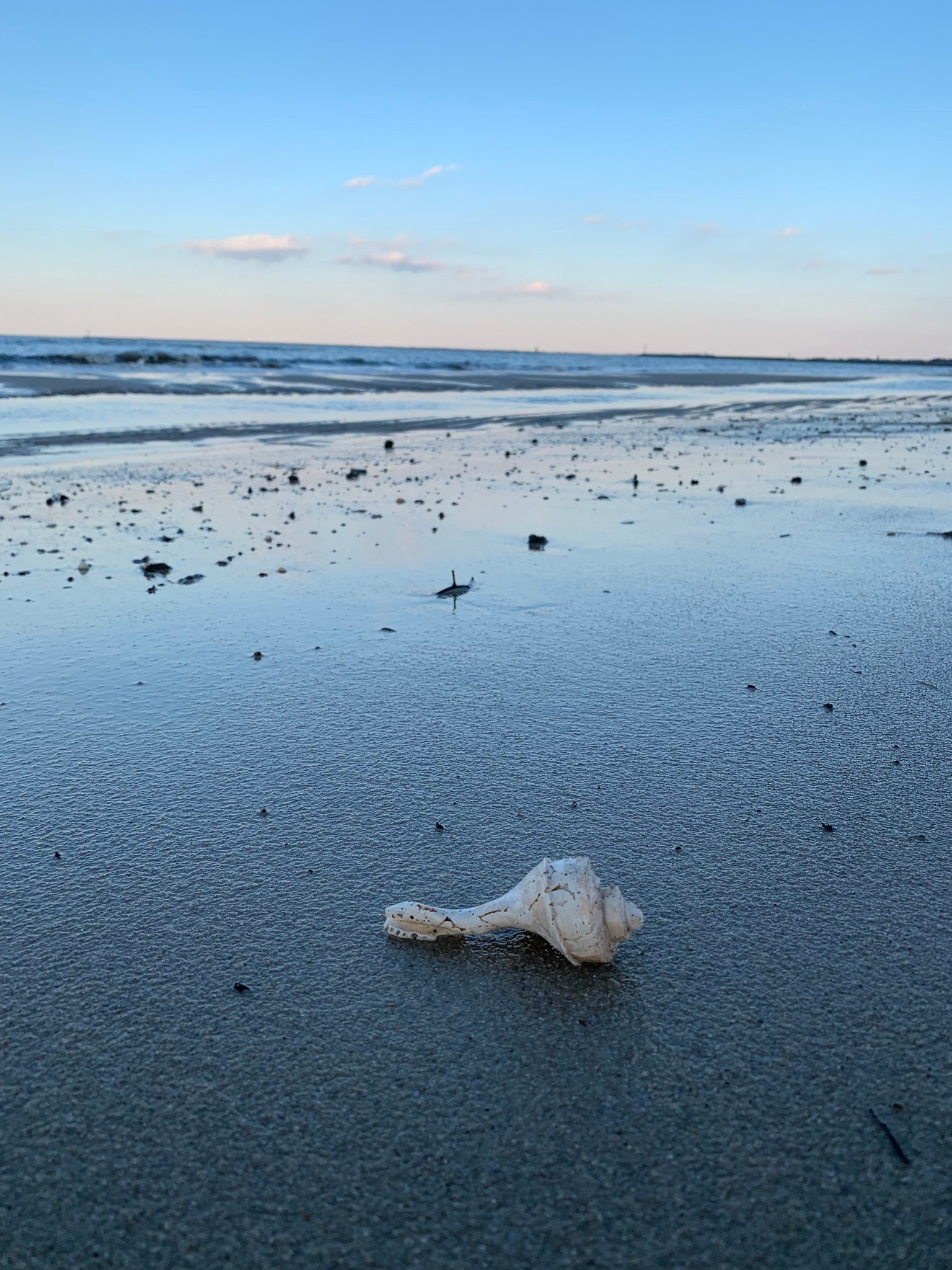 Simple Shells Beach Photography Beach Photography Sea Shell Photography Digital Download - Etsy