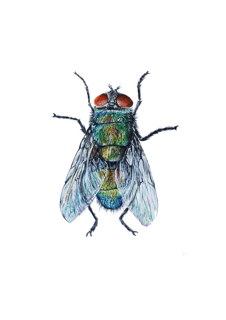 Drawing, Illustration, Poster, Fly, Isects, Art Print image 4