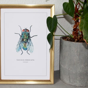 Drawing, Illustration, Poster, Fly, Isects, Art Print image 1