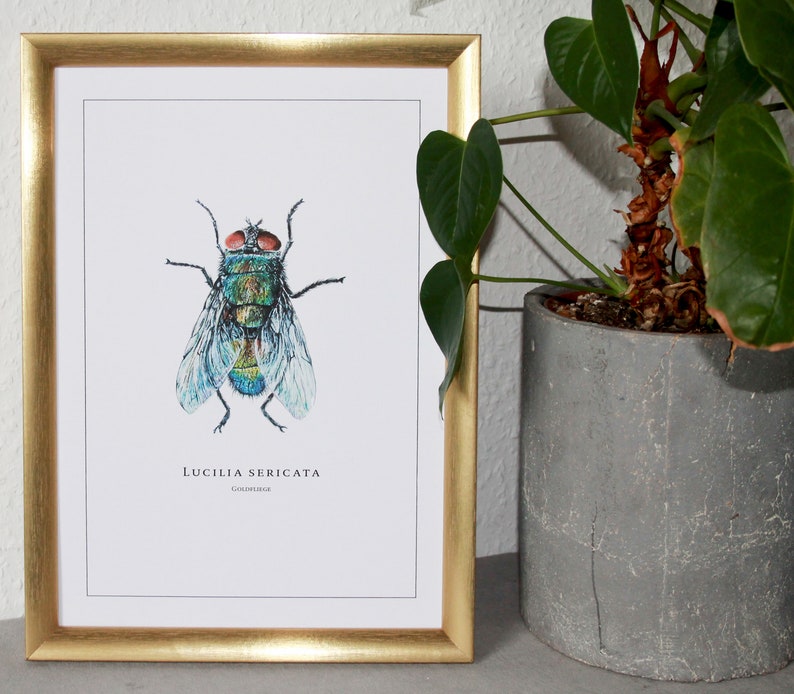 Drawing, Illustration, Poster, Fly, Isects, Art Print image 1