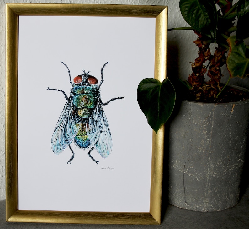 Drawing, Illustration, Poster, Fly, Isects, Art Print image 2