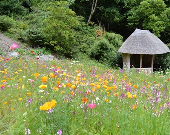 English Meadow