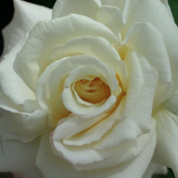 White Rose, Close-up flower photo, flower photograph, printable, downloadable, digital flower download