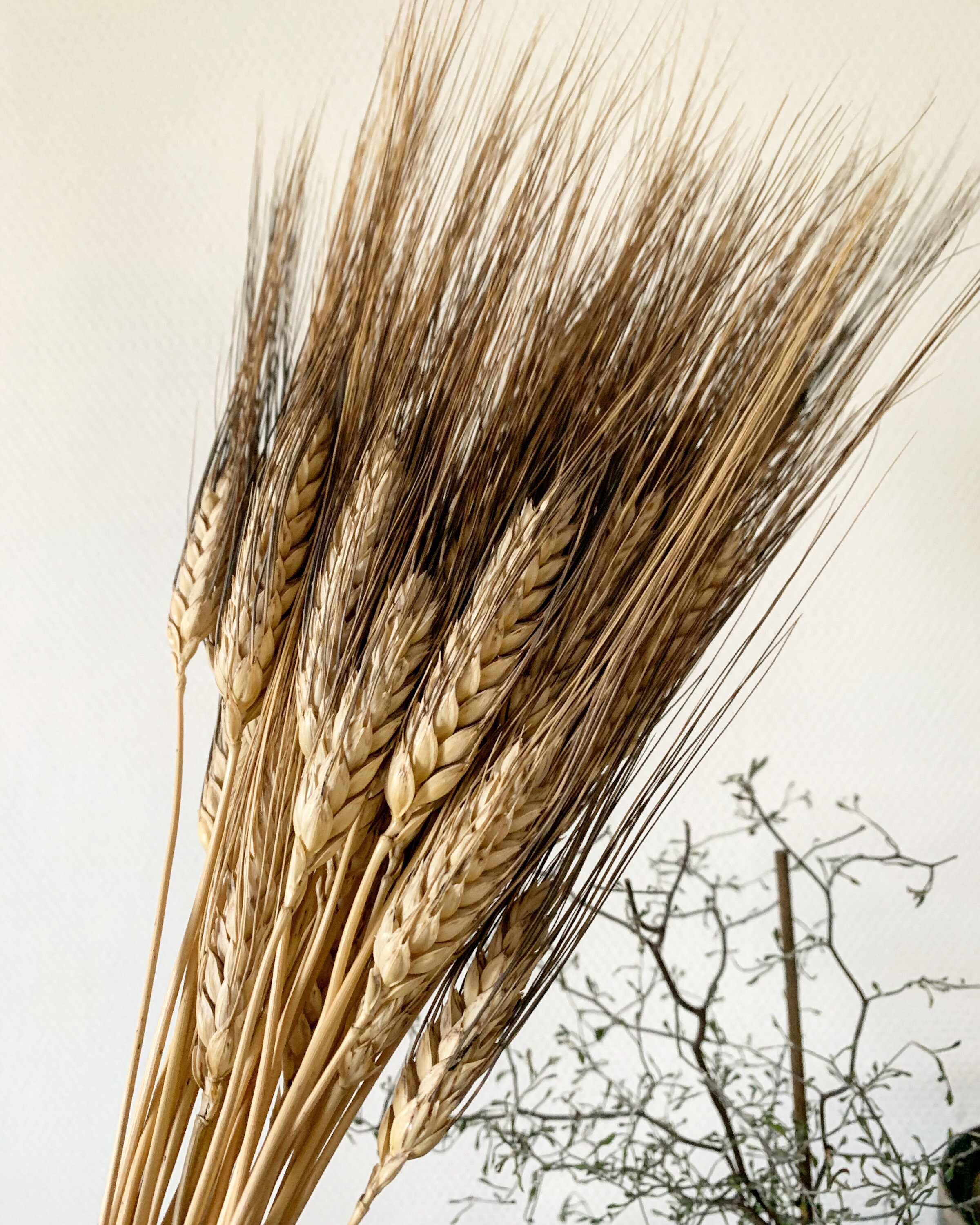 Bouquet de Blé Séchées