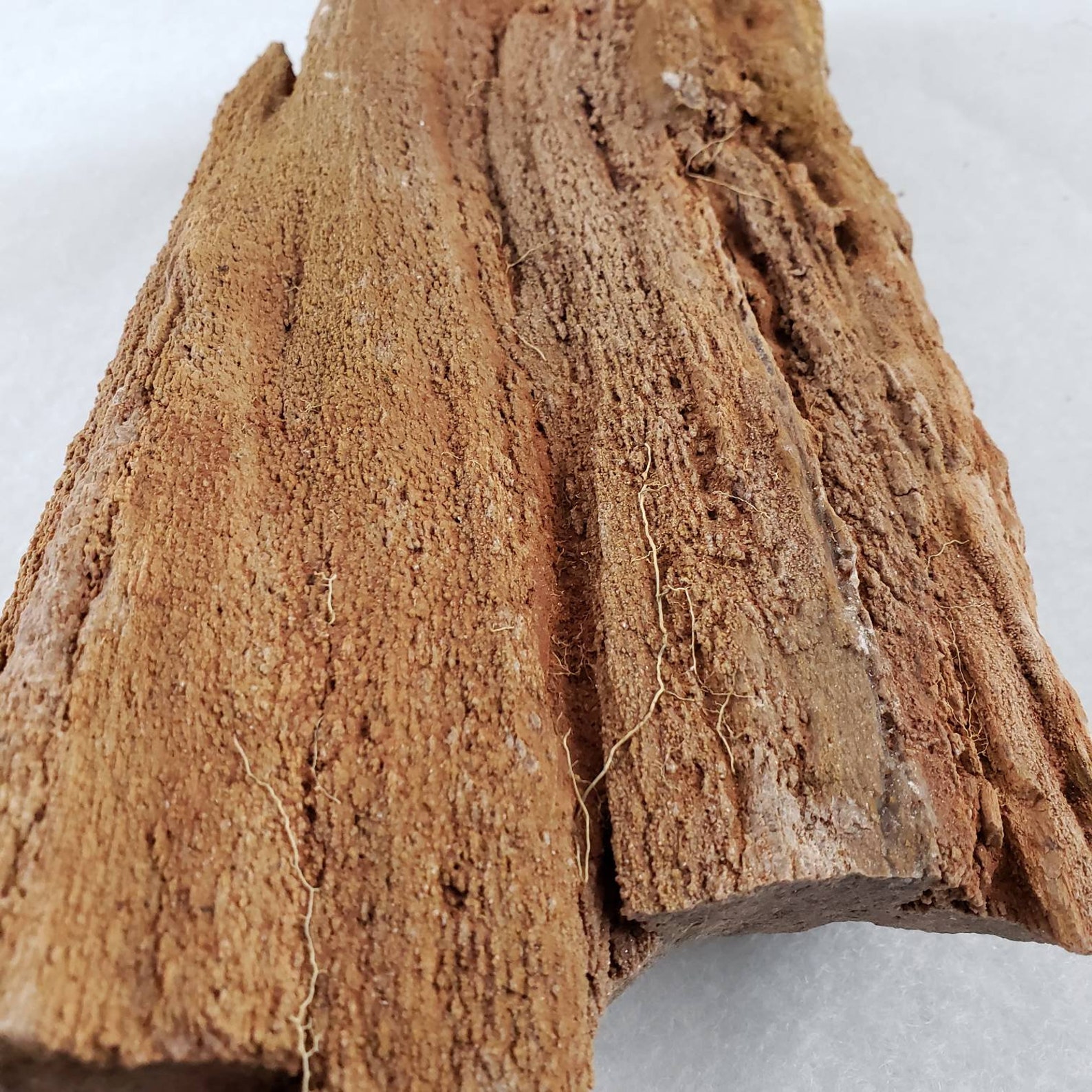 Petrified Wood Tree Bark Etsy