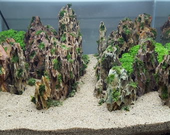 May include: A close-up of a planted aquarium with a rocky, mountainous landscape. The rocks are brown and gray with green moss growing on them. The bottom of the aquarium is covered in white sand.