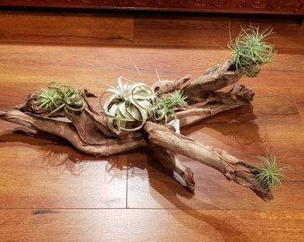 Natural Driftwood Decoration 15" to 20"