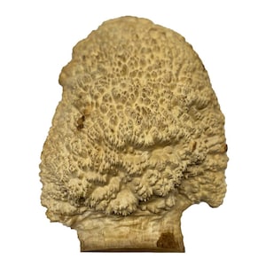 Exotic Brown Mallee Burl Cap 22&quot; x 14&quot; x 7&quot; | 35.25 Lbs | Free Shipping #750