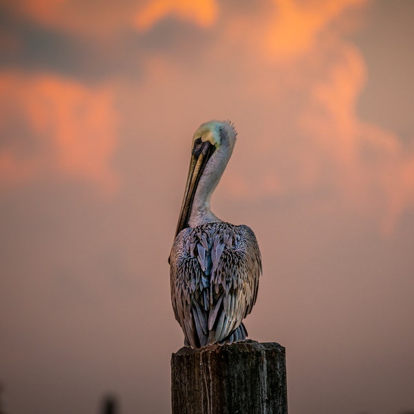 Brown Pelican at Sunset photo print canvas print metal print fine art home décor Florida coastal photo water bird photo Florida wildlife