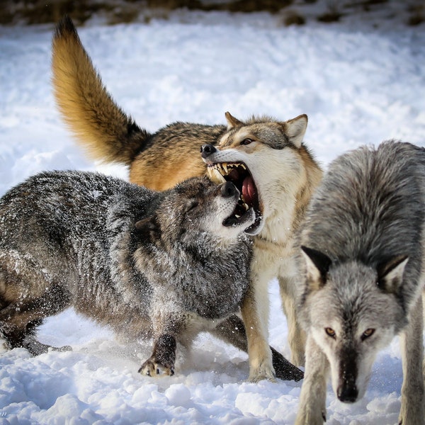 Pack of Timber Wolves Photo Print Fine Art Home Décor Wall Décor Montana Wildlife Art Woodland Animal Nature Wildlife Photography