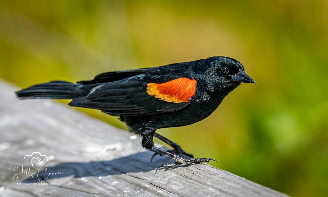 Red-winged Blackbird Photo Print Canvas Print Metal Print Bird Wildlife ...