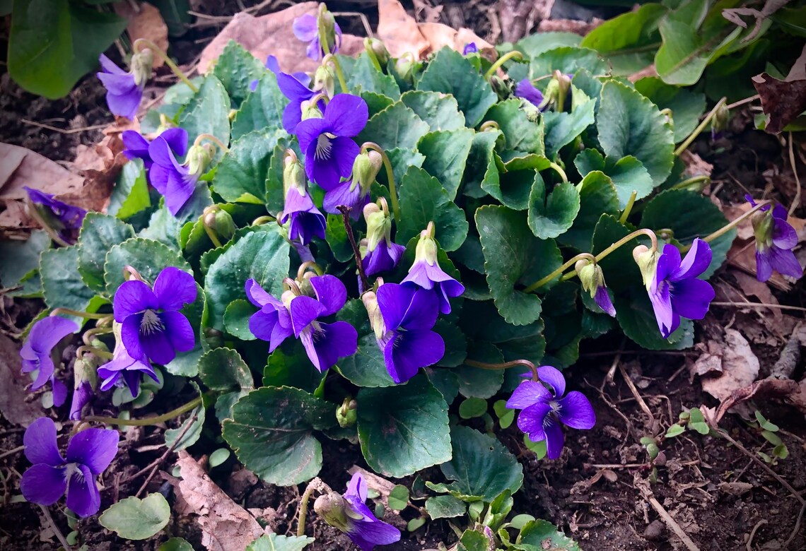 Violet viola Odorata Flower Essence Etsy