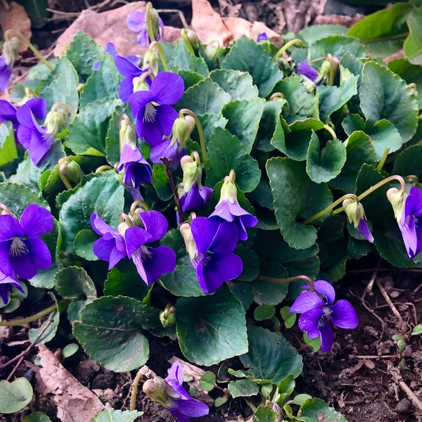 Violet (Viola odorata) Flower Essence