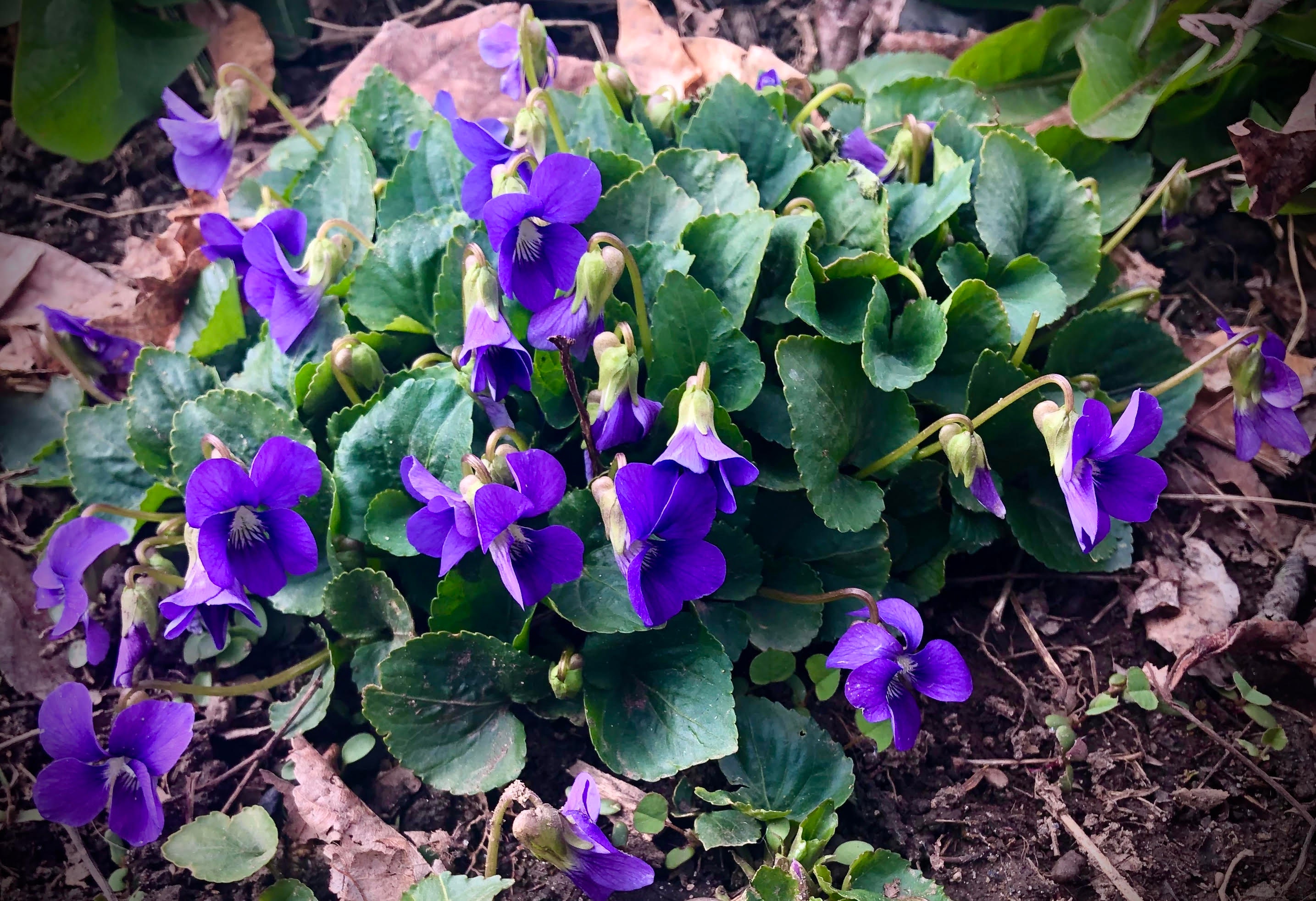 Violet viola Odorata Flower Essence Etsy UK