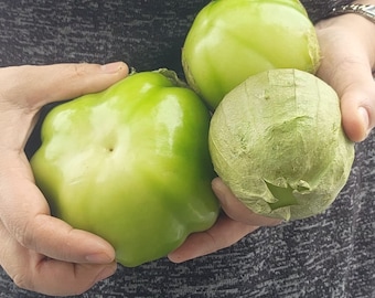 Graines de tomatille géante mexicaine biologiques Heirloom. Semillas de Tomatillo Mexicano Gigante. Graines de tomate verte mexicaine.