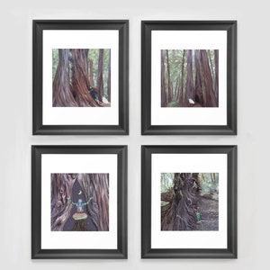 Redwood Forest Illustration Set of 4 Giclee Art Prints, Whimsical Redwood Trees Nature Series, Redwood Wall Art