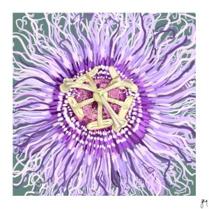 Purple Passionflower Illustration Giclee Art Print, Digital Watercolor Painting, Flower Study Wall Art