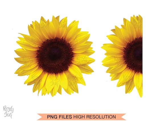 Download Half Sunflower Whole Sunflower Sunflower Clipart Sunflower ...