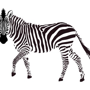 Zebra Png Design - Etsy