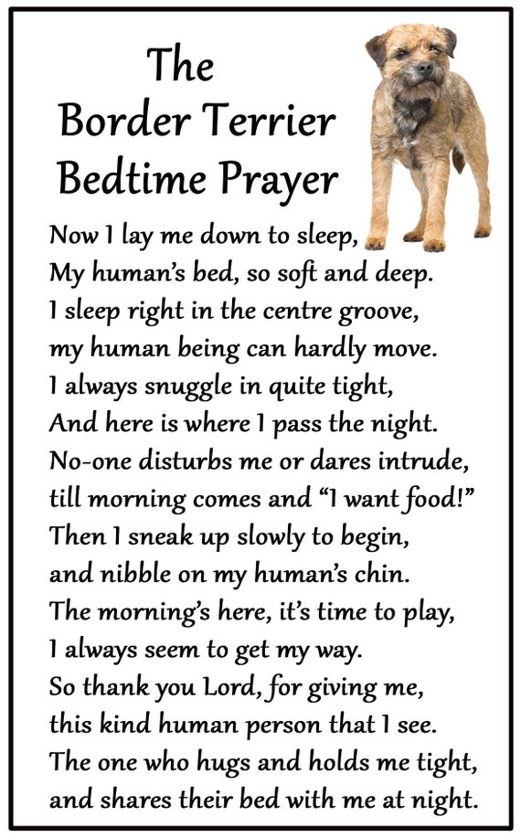 large border terrier