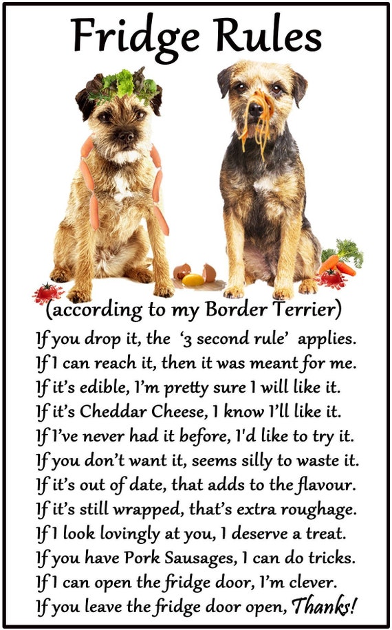 large border terrier