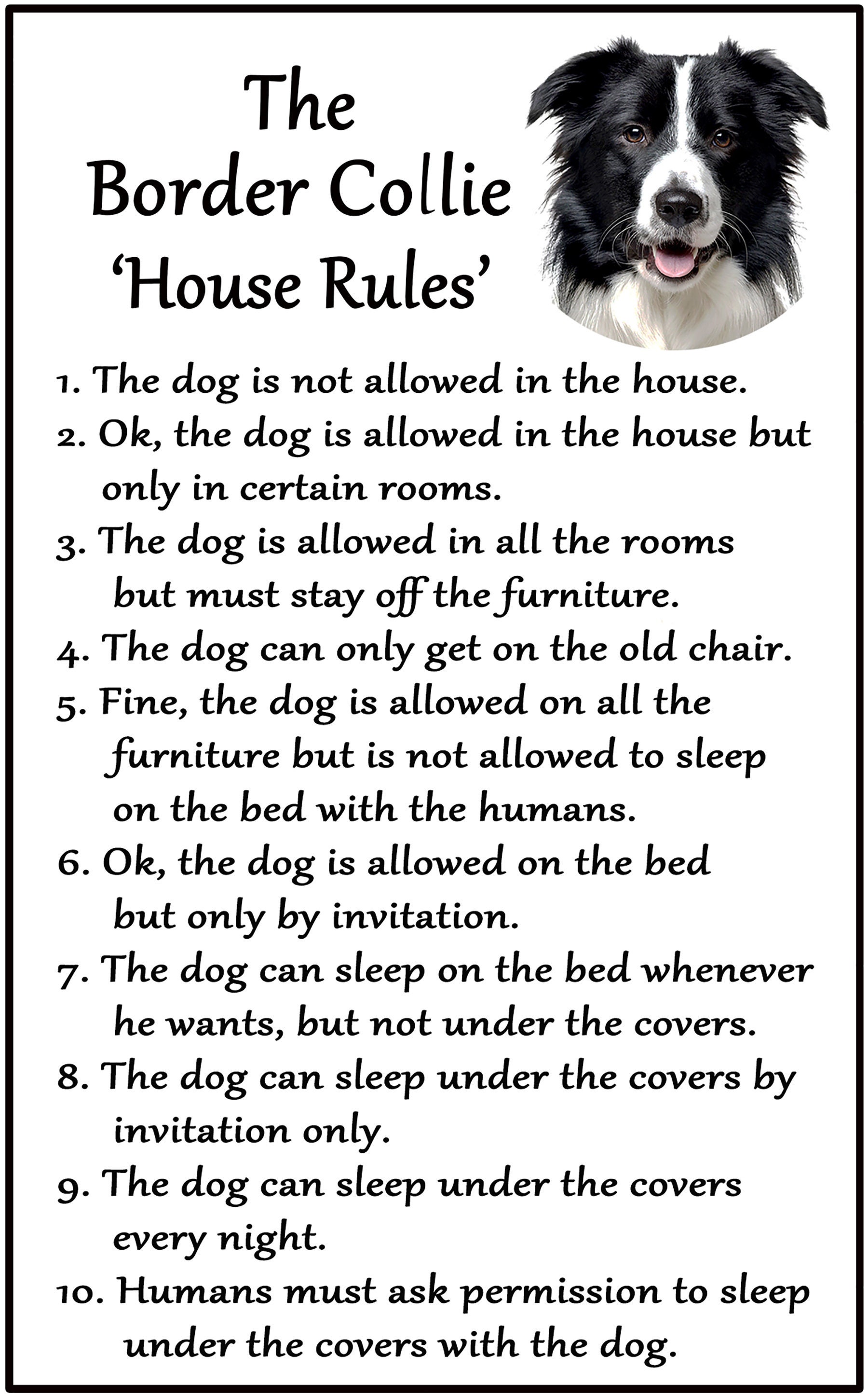 border collie presents