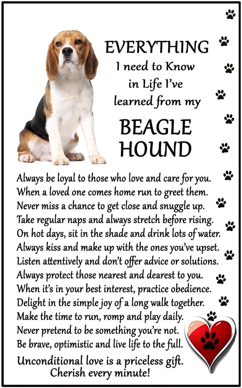 Beagle Lovers Gift Everything I need to know, Large Flexible Magnet. image 1