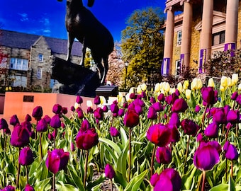 Le bélier et les tulipes de la WCU