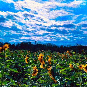 Field of sunflowers
