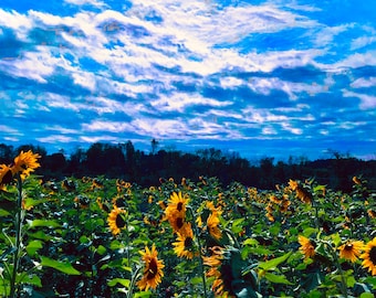Champ de tournesols
