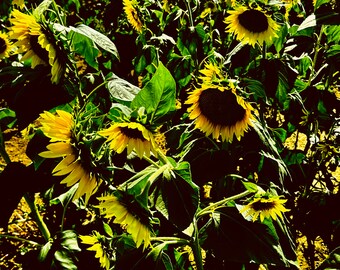 Impression photo d'un champ de tournesols, cadre avec passe-partout, signé