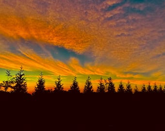 Pins face à un ciel orange : impression avec passe-partout signée Nate