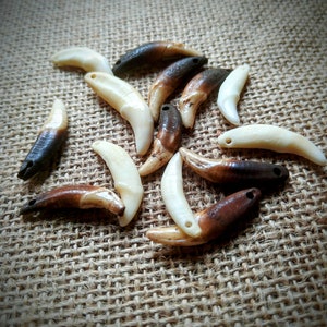 Könnte beinhalten: Eine Sammlung von zehn Tierzahn-Anhängern, einige mit braunen Spitzen und andere mit weißen Spitzen, angeordnet auf einem braunen Jutesack-Hintergrund.