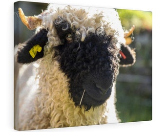 Wallis Blacknose Sheep of Zermatt, Zwitserland (Wallis Regio)