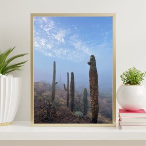 Fog Among the Saguaro Cacti. Superstition Mountains Arizona, Digital Download, Fine Art Landscape Photography. image 1