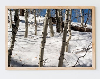 Flagstaff Aspen Trees, Mount Elden, Arizona. Digital Download, Fine Art Photography, Landscape.