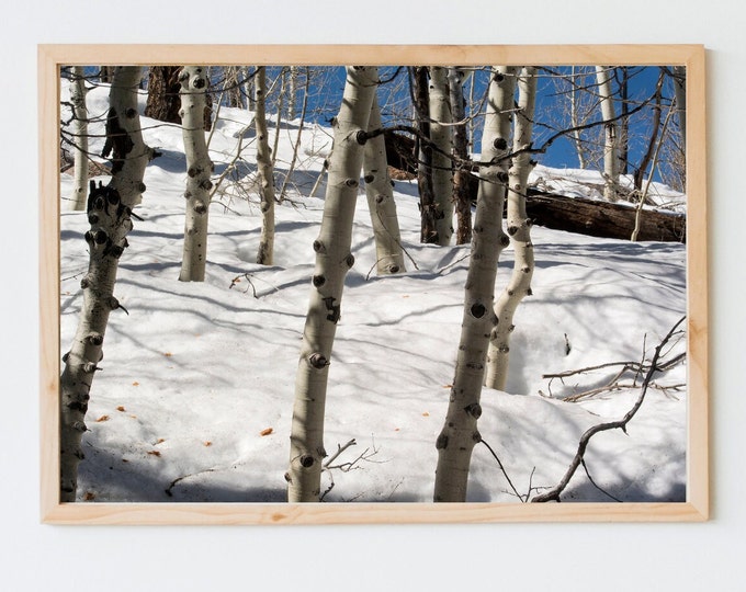 Flagstaff Aspen Trees, Mount Elden, Arizona. Digital Download, Fine Art Photography, Landscape.