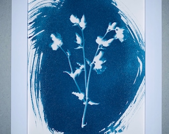 Cyanotype Framed Print Arizona Globe Mallow 5x7" Inches