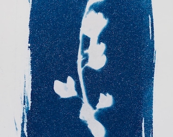 Cyanotype Print White Arizona Blossoms, Small