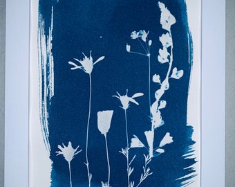 Cyanotype Framed Blooming in New Ways 5x7" Inches. Arizona Lupine, Daisy, Poppy