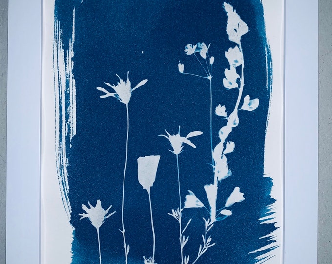 Cyanotype Framed Blooming in New Ways 5x7" Inches. Arizona Lupine, Daisy, Poppy
