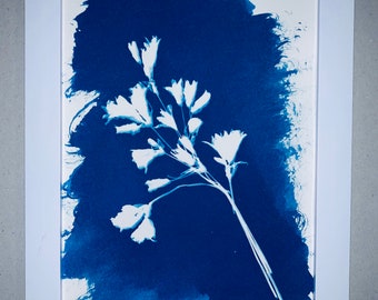 Cyanotype Framed Print Wild Desert Bluebells 5x7" Inches