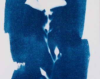 Cyanotype Print White Arizona Wild Primrose, small