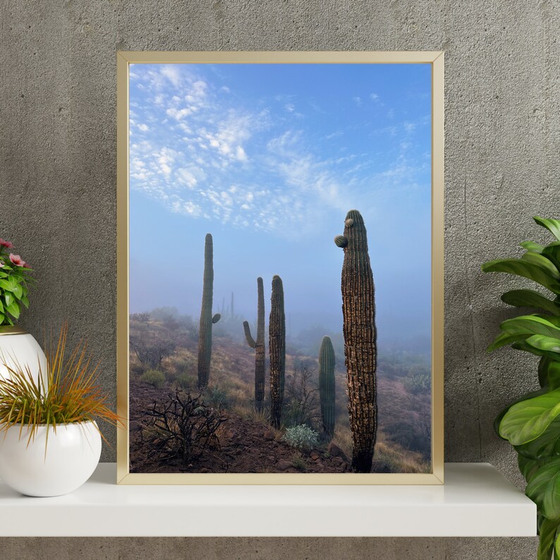 Fog Among the Saguaro Cacti. Superstition Mountains Arizona, Digital Download, Fine Art Landscape Photography. image 5