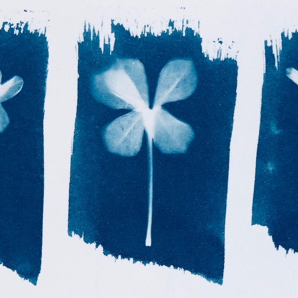 Cyanotype Print Blue Plumbago Arizona Floral Triptych, 2.75x5 inches