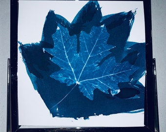 Cyanotype Framed Print Arizona Maple Leaves Flagstaff 5x5”