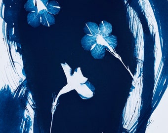 Desert Bluebell Cyanotype, Phacelia Campanularia, 8x10” inches